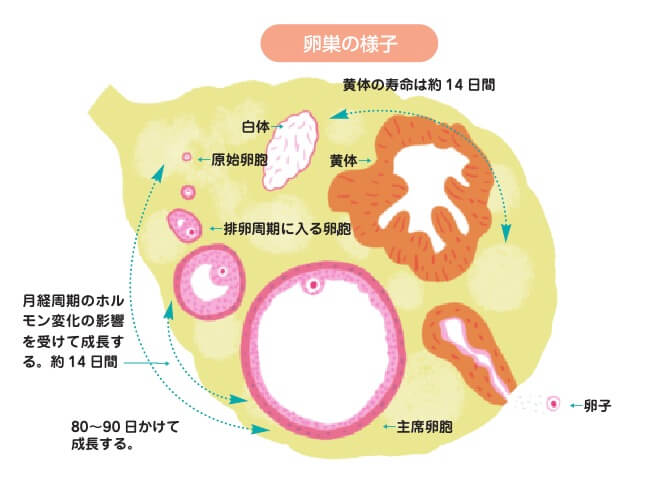 妊娠のメカニズム 不妊治療情報センター